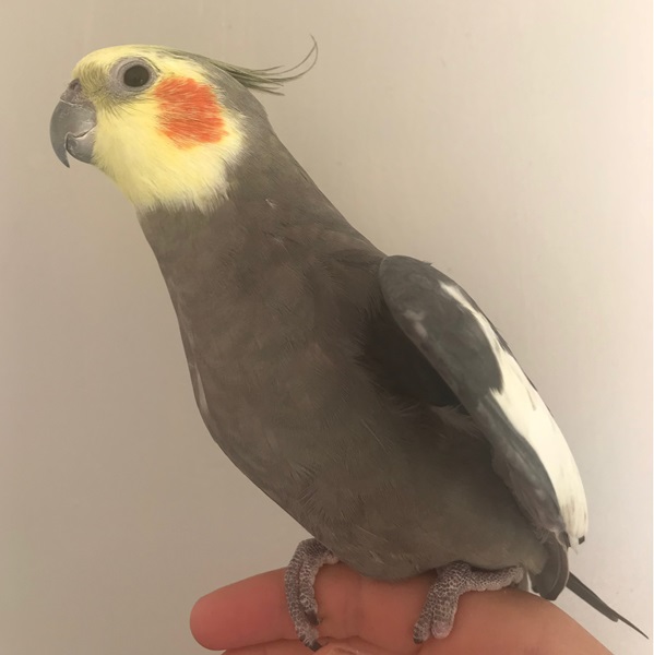 Blink is cockatiel who lives with his 3 cockatiel friends. His favourite place is his Guardian Gracie's shoulder.